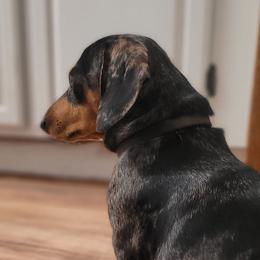 Dachshunds from Kelsey Farm