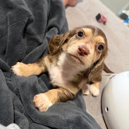 John B - Chocolate and cream male Dachshund puppy in Stamford, Texas from West Texas Miniature Dachshunds