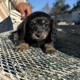 Dachshund puppies from Royal Rose Dachshund Family