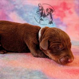 Male 2 - Light Blue Collar - Red and rust male Doberman Pinscher puppy in Spencer, Indiana from Jackson's Dobermans