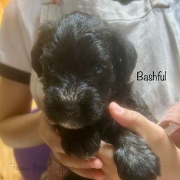 Bashful - Sable female Schnoodle puppy in Sedalia, Missouri from Farmer Brown's Puppies