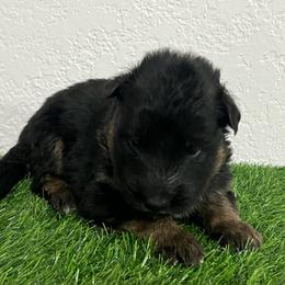 Flash - Black and red male German Shepherd puppy in Quartz Hill, California from Von Gonzalez Kennel