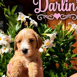 Pink collar girl - Apricot female Goldendoodle puppy in Fairfield, California from Twin Sisters Doodles