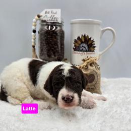 Latte - Parti female Goldendoodle puppy in Summerville, South Carolina from Channys Doodles