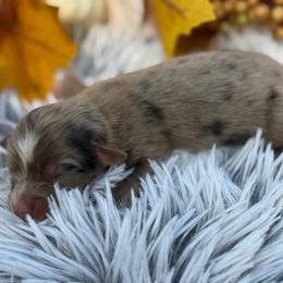 3 - Red merle male Toy Australian Shepherd puppy in Ambrose, Georgia from Brandilyn's Aussies