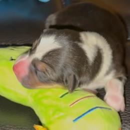 AKC Green - Black and tan male Pembroke Welsh Corgi puppy in Summerfield, Florida from Promise Land Farm