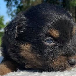 Australian Shepherd Puppies from DC Aussies