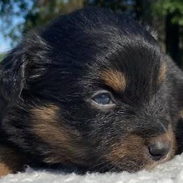 Australian Shepherd Puppies from DC Aussies