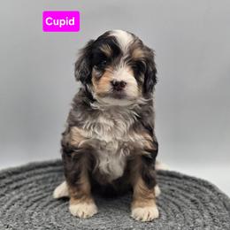 Cupid- Pink collar - Blue merle female Bernedoodle puppy in Summerville, South Carolina from Channys Doodles