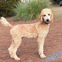 Pumpkin - Apricot male Poodle puppy in Jesup, Georgia from Altamaha Mud Poodles LLC.
