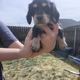 Dachshund Puppies from Panhandle Dashing Doxies