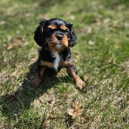 Cavalier King Charles Spaniel Puppies from Grand Oaks Cavaliers