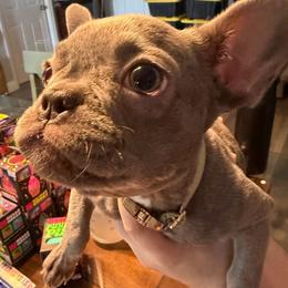 Jessie - Blue female French Bulldog puppy in Port Charlotte, Florida from Fluffing Frenchies LLC