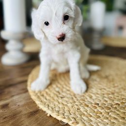 Dixie - White female Cavapoo puppy in Aiken, South Carolina from Cavapoos of the Carolinas