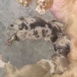 Boy 2 - Chocolate and cream male Dachshund puppy in Port Charlotte, Florida from Vicki's Dachshund Crossing