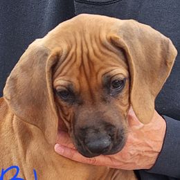 Rhodesian Ridgeback Puppies from Courage Rhodesian Ridgebacks