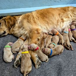 Orange - Golden male Golden Retriever puppy in Troy, Texas from R&R Goldens