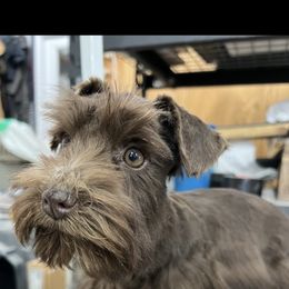 Coco - Miniature Schnauzer