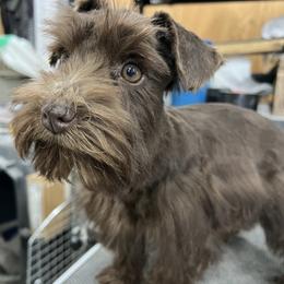 Coco - Miniature Schnauzer