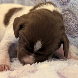 German Shorthaired Pointer Puppies from Hanaway GSPs