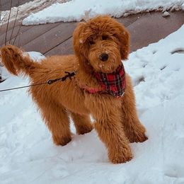 Ruby - Goldendoodle