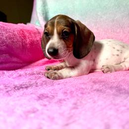 Capitan Morgan - Piebald male Dachshund puppy in Magnolia, Texas from Hillyard Ranch