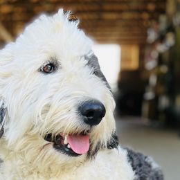 Sheepadoodles from Tails and Trails Farm