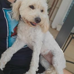 Stella - Cockapoo