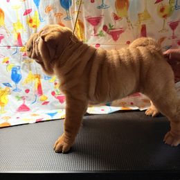Girl 2 - Cream female Chinese Shar-Pei puppy in Elkin, North Carolina from Martini Shar-Pei