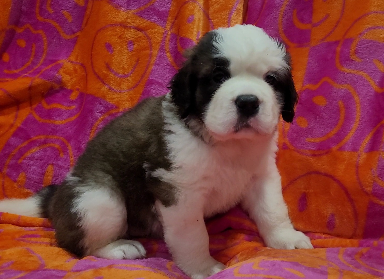 Girl 3 - Brown and white Saint Bernard puppy in Brandon, South Dakota from Split Rock Saints