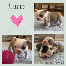 French Bulldog All Grown Up from Double Oak Frenchies