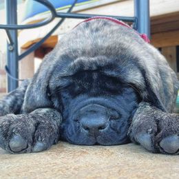 Mastiff Puppies from Lone Star Mastiff