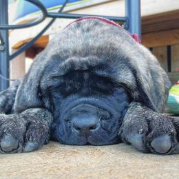 Mastiff Puppies from Lone Star Mastiff
