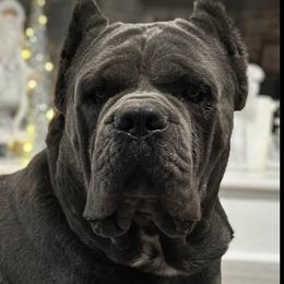 Venom - Cane Corso