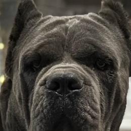 Venom - Cane Corso