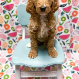 Coconut - Goldendoodle puppy in Shreveport, Louisiana from Faith's Southern Goldendoodles