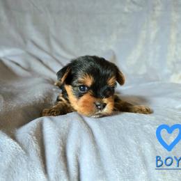 Mayson - Black and gold male Yorkshire Terrier puppy in Nitro, West Virginia from Kathryn's Yorkies