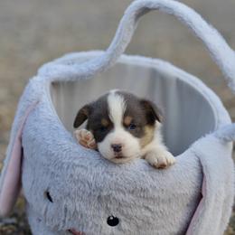 Girl 2 - Blue female Pembroke Welsh Corgi puppy in Ocala, Florida from Dolan Farms Corgis