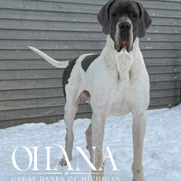 Macho - Great Dane