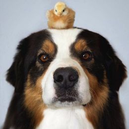 Australian Shepherds and Miniature American Shepherds from Green Valley Aussies