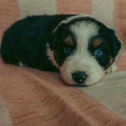 Maisie - Black tri-color female Australian Shepherd puppy in Cotati, California from Tried and True Aussies