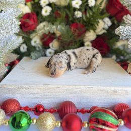 Silver dapple female - Dapple female Dachshund puppy in Wills Point, Texas from East Mini Dachshunds Texas