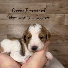 Connie - Parti female Goldendoodle puppy in Cedar Falls, Iowa from Northeast Iowa Doodles