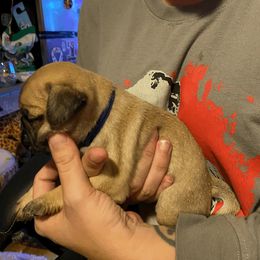 Pug Puppies from House of Briggs Pugs