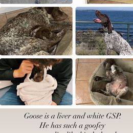 German Shorthaired Pointers from Secret Garden Pointers