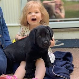 Labrador Retriever Puppies from Lorlyn Labradors