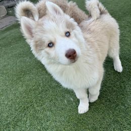 Siberian Husky Puppies from Young Orchard Siberians