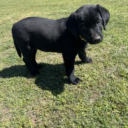 Labrador Retriever Puppies from J and D Retrievers