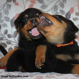 Rottweiler Puppies from C&C Royal Rottweilers