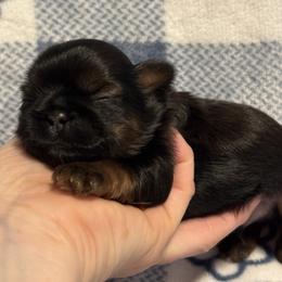 Sam - Red male Shih Tzu puppy in Sharon, Pennsylvania from Keystone Danes and Shih tzus